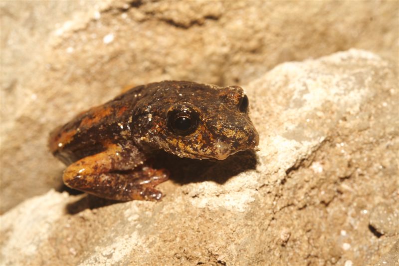 Corteggiamento geotritoni?? Hydromantes italicus